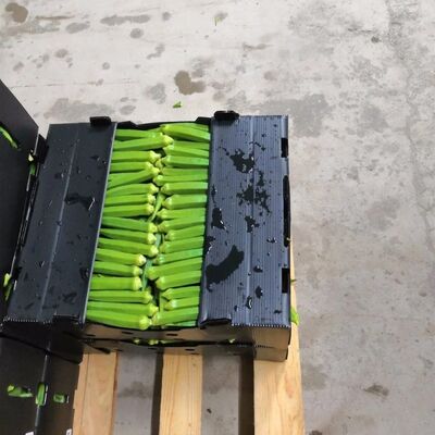 Our Fruit Packaging Box is made from durable, lightweight PP corrugated plastic, providing excellent protection for fruits during storage and transportation.