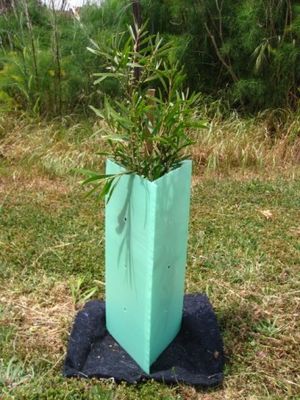 Pp. runzelten Plastikbaum-Schutz-Corflute Sustainable Tree-Schutz