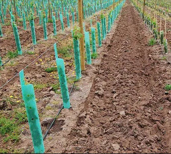 Gewellter Corflute-Baum schützt 3mm Polypropylen-Baum-Schutz