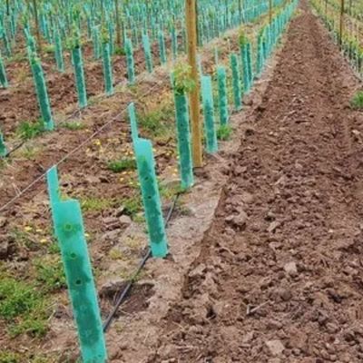 Polypropylen-Plastikbaum-Schutz-Corflute Vine Protectors-Antiauswirkung