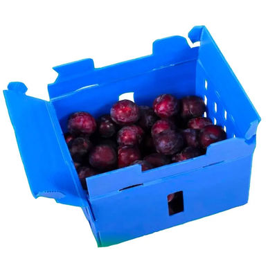 PP-Gewölbtes Kunststofffach Koroplast-Fruchtverpackungskasse kundenspezifisch recycelbar klappbar