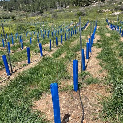 2mm Corflute Tree Guard The Most and Effective Solution for Plant Protection